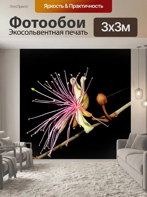 Фотообои Цветок