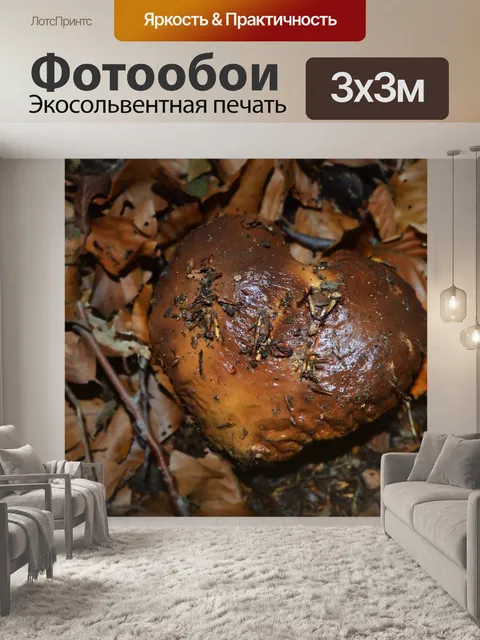 Фотообои Гриб
