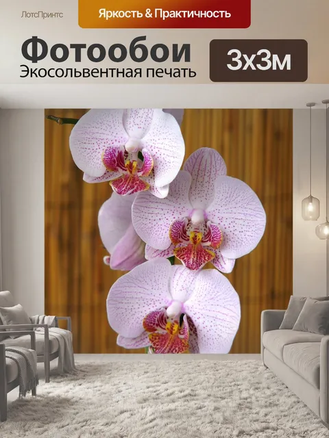 Фотообои Орхидеи