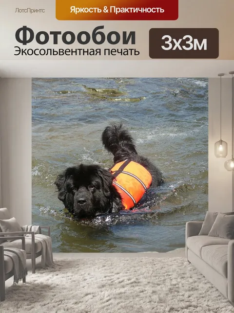 Фотообои Собака