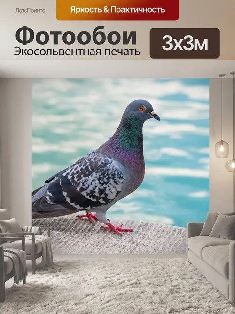 Фотообои Голубь