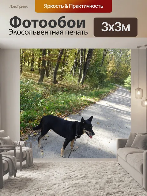 Фотообои Собака, лес