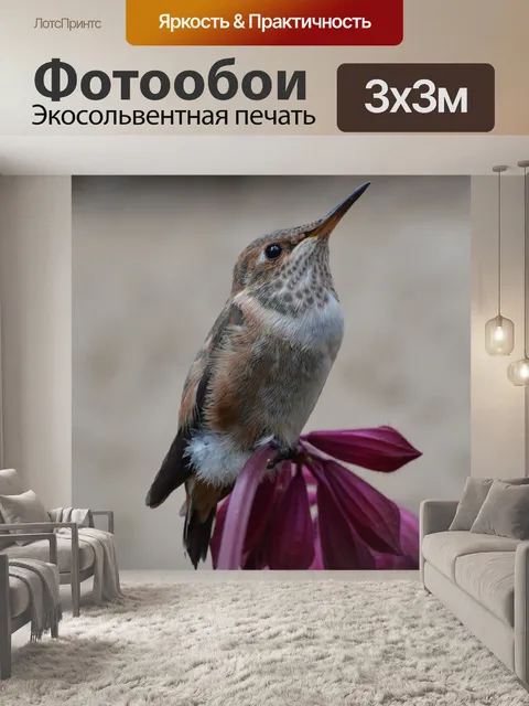 Фотообои Колибри