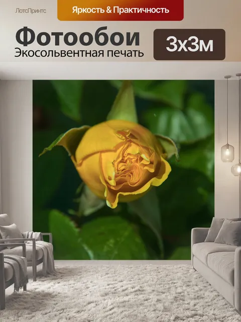 Фотообои Роза