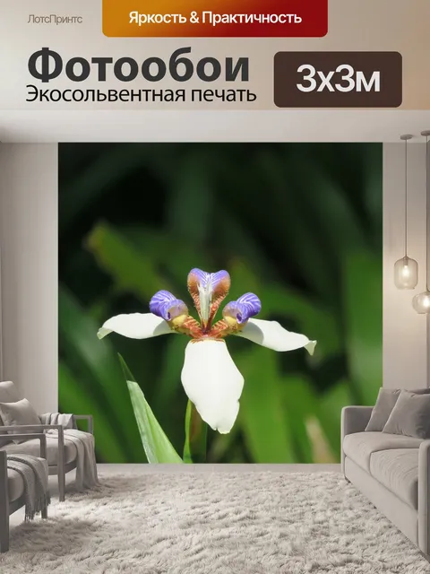 Фотообои Ирис