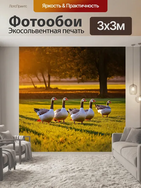 Фотообои гуси, гордо шествующие по зеленому пастбищу, искрящиеся на солнце, их перья сверкают белыми и серыми оттенками