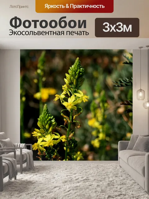 Фотообои цветущие bulbinella
