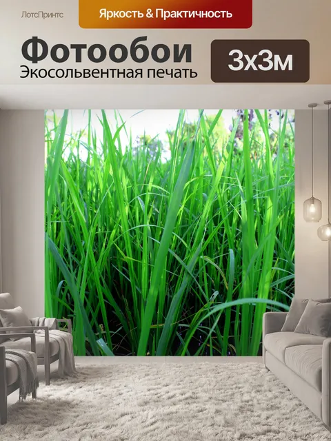 Фотообои Зеленое рисовое поле
