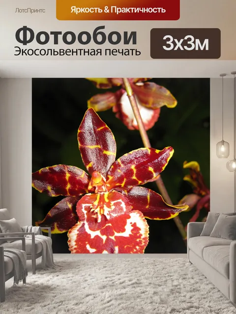 Фотообои Орхидеи