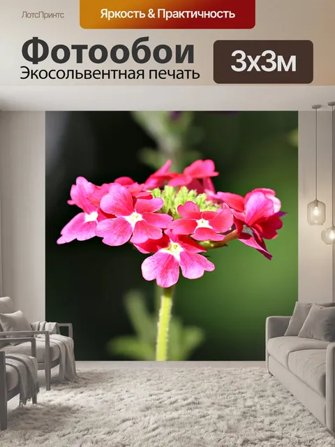 Фотообои Цветы вербены