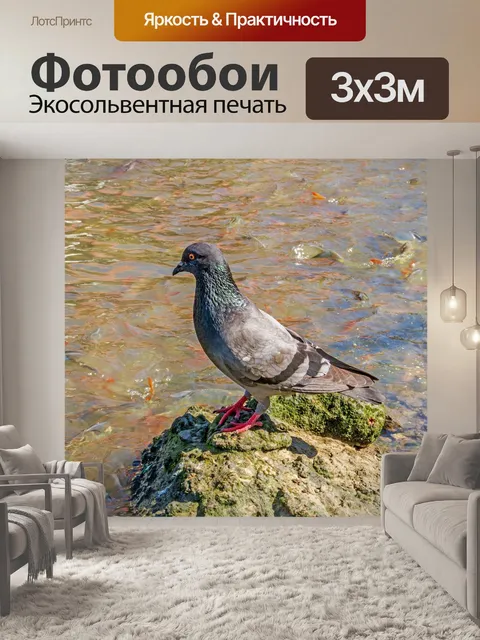 Фотообои Голубь