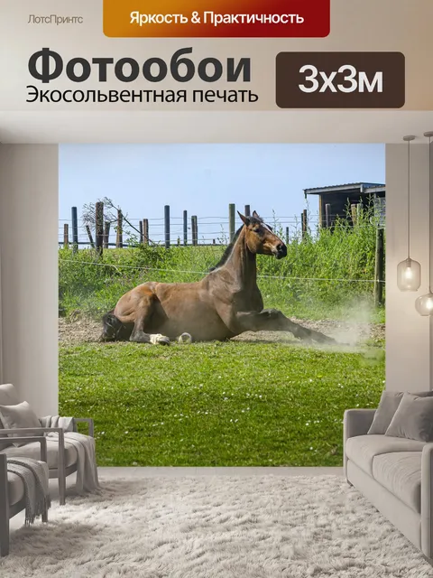 Фотообои Лошадь