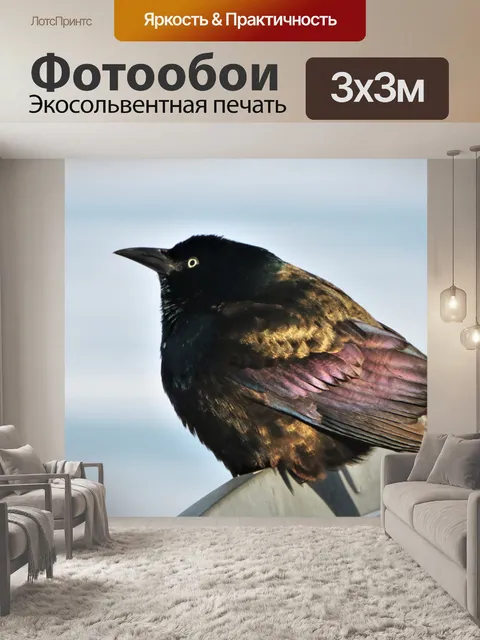 Фотообои Обыкновенный гракл крупным планом