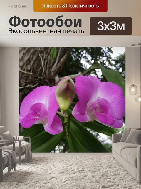 Фотообои Орхидея