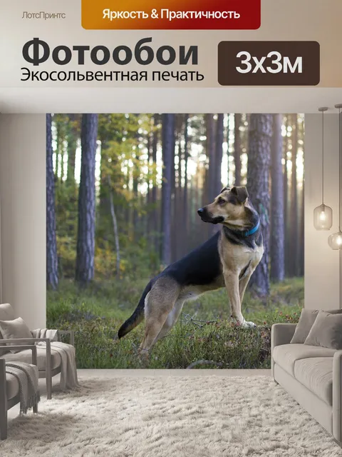 Фотообои Лес