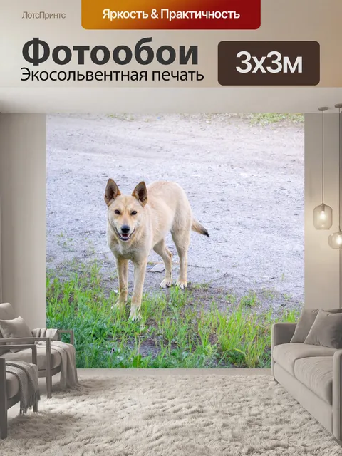 Фотообои Собака