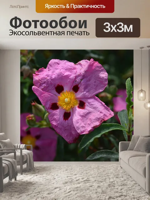Фотообои Цветок шиповника
