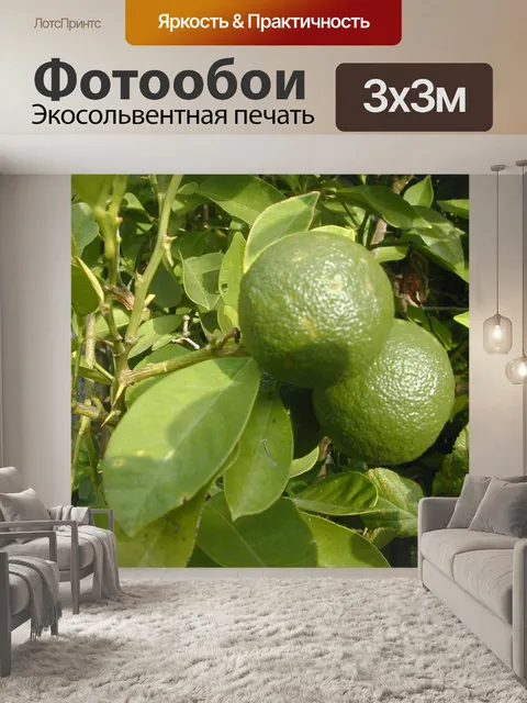 Фотообои Лимоны