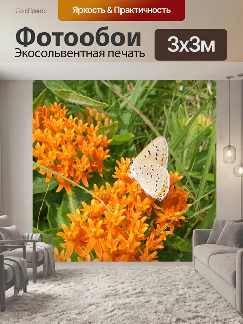 Фотообои Бабочка сорняков с бабочка
