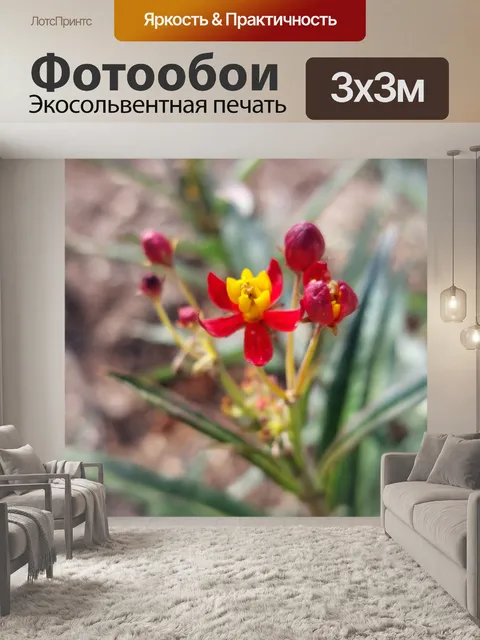 Фотообои Цветы растения молочая бабочка