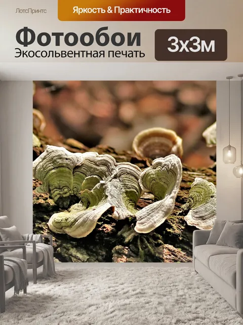 Фотообои Зеленая полосатая скобка грибка