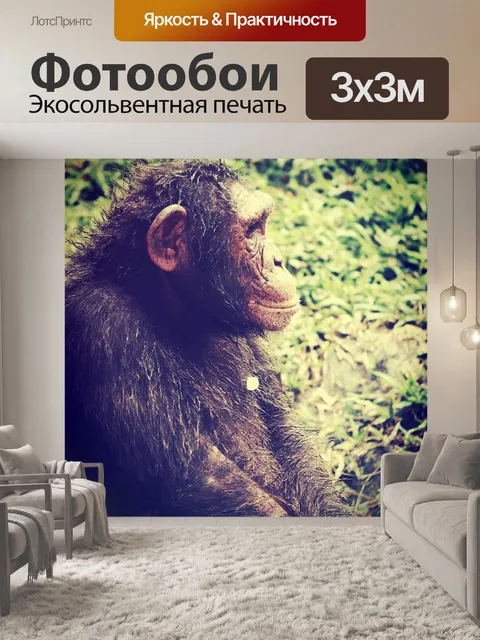 Фотообои Обезьяна шимпанзе в открытом зоопарке