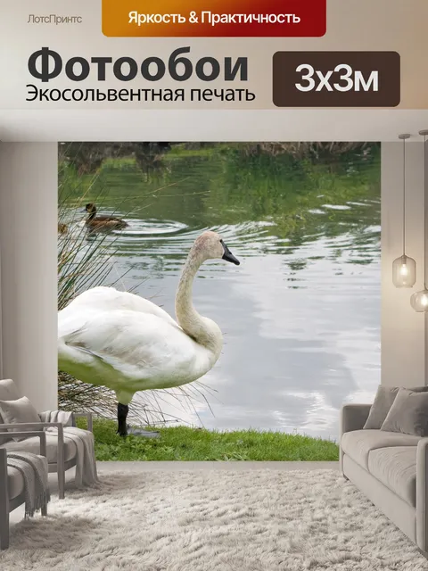 Фотообои Лебедь