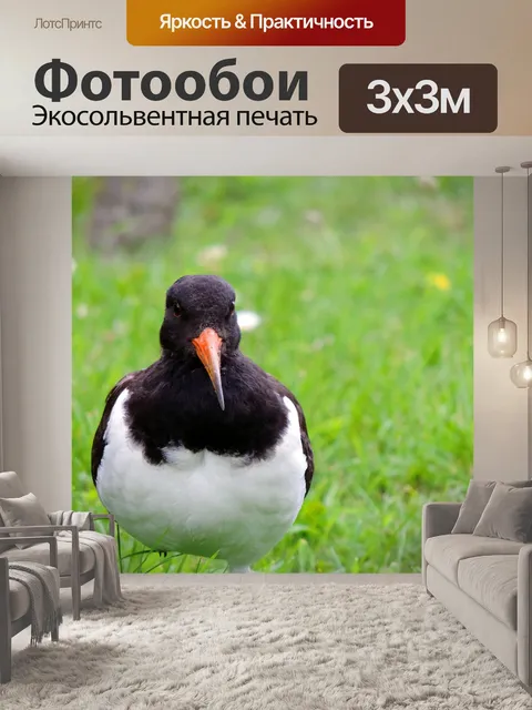 Фотообои Кулик-сорока