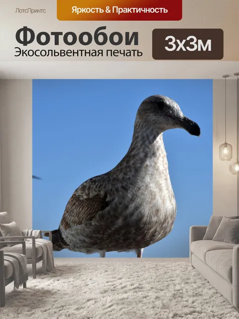 Фотообои Незрелая чайка
