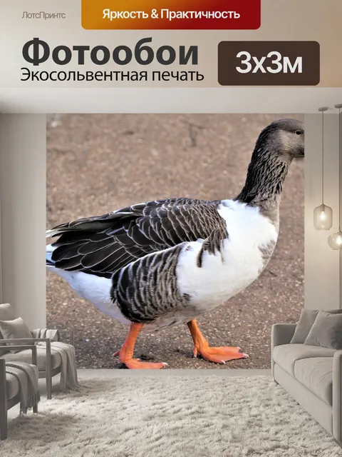 Фотообои Птица
