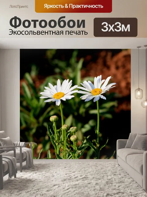 Фотообои две белые ромашки и бутоны