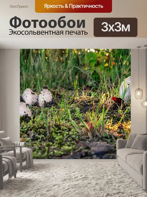 Фотообои Грибы
