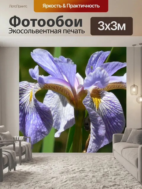 Фотообои Ирис