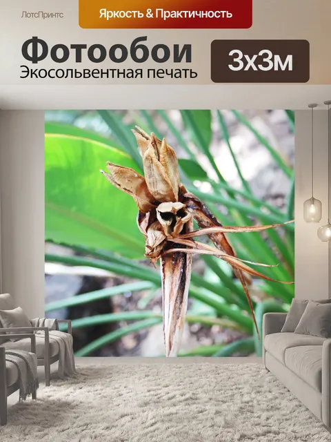 Фотообои Сухой мертвый коричневый цветок стрелици