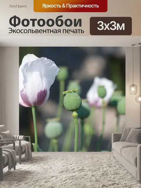 Фотообои Маки