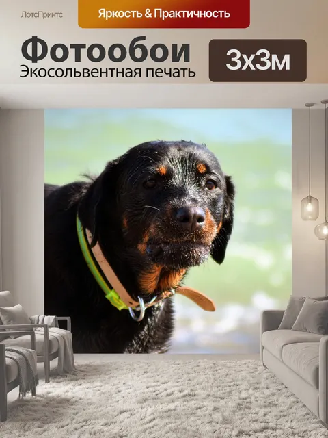 Фотообои Собака