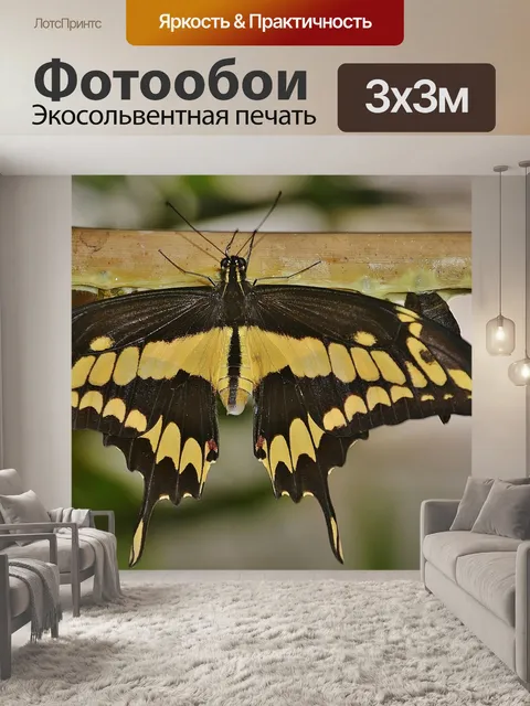Фотообои Парусники бабочки