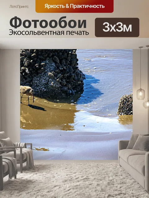 Фотообои Береговая птица кроншнепа