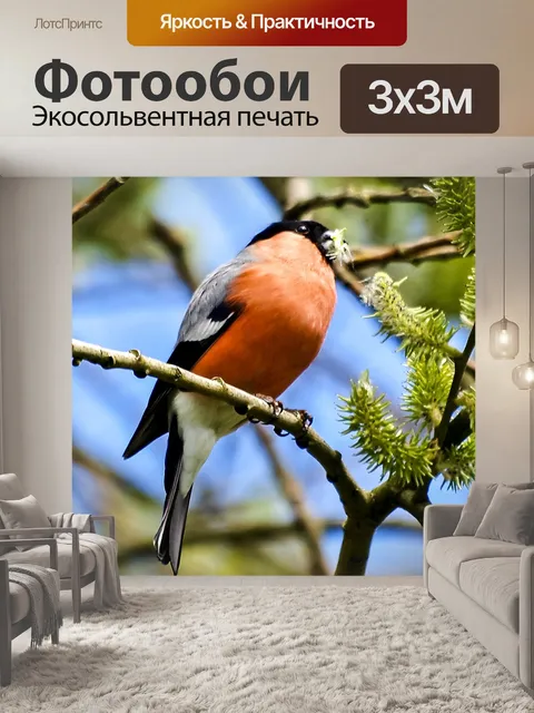Фотообои Снегирь