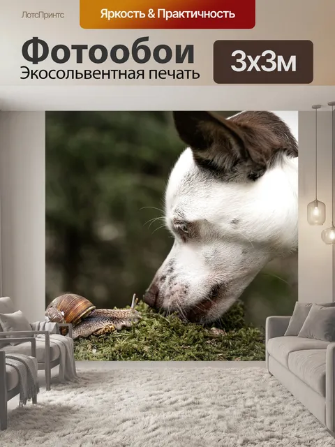 Фотообои Собака