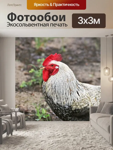 Фотообои Причудливый петух крупным планом