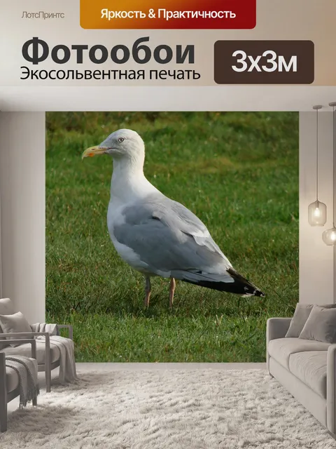 Фотообои Птица