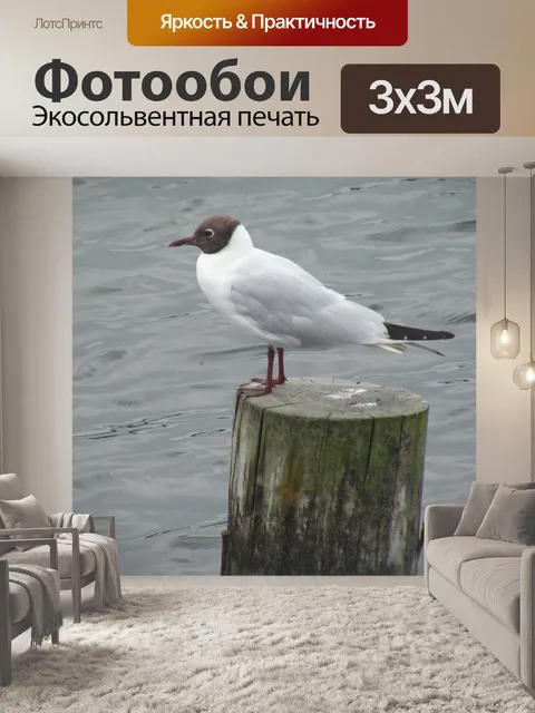 Фотообои Чайка