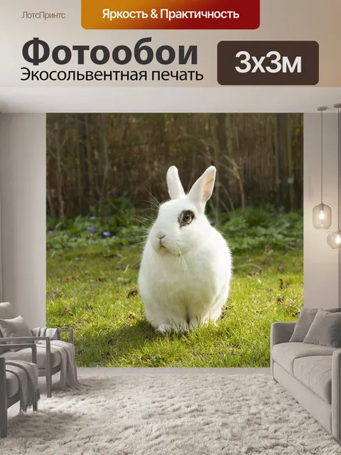 Фотообои Кролик