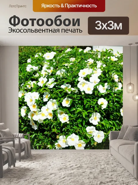 Фотообои Роза чероки
