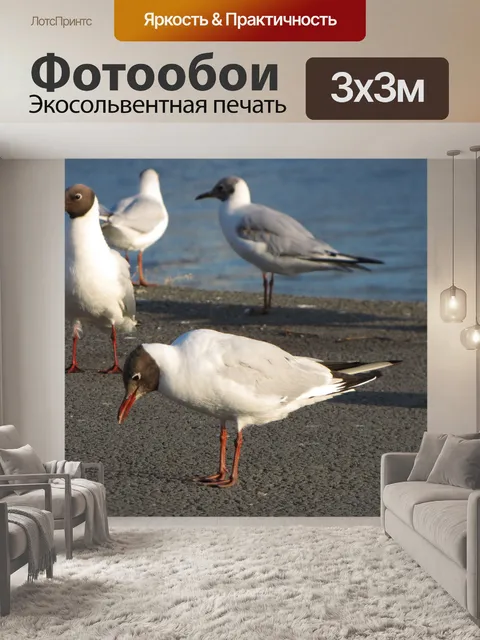 Фотообои Озерная чайка