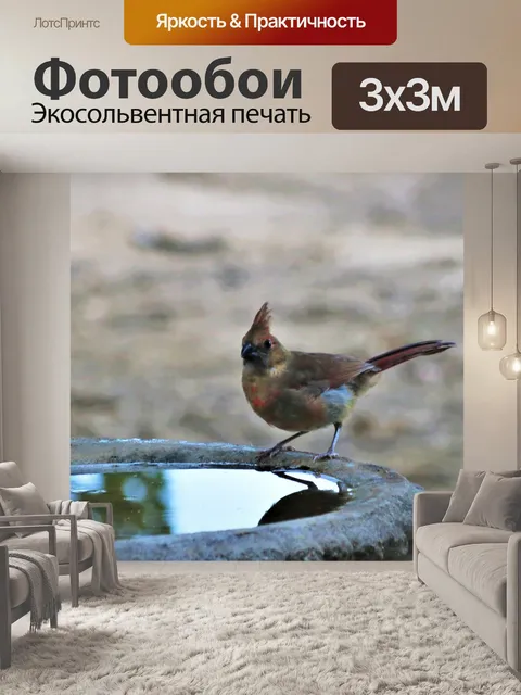 Фотообои Кардинал в Птичьей бане