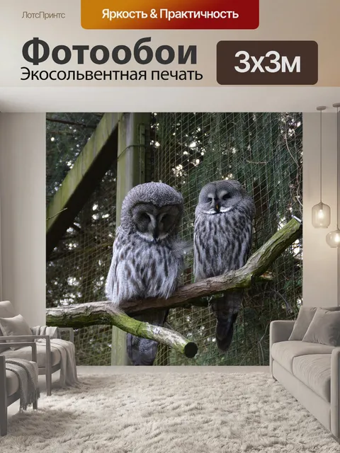 Фотообои Совы