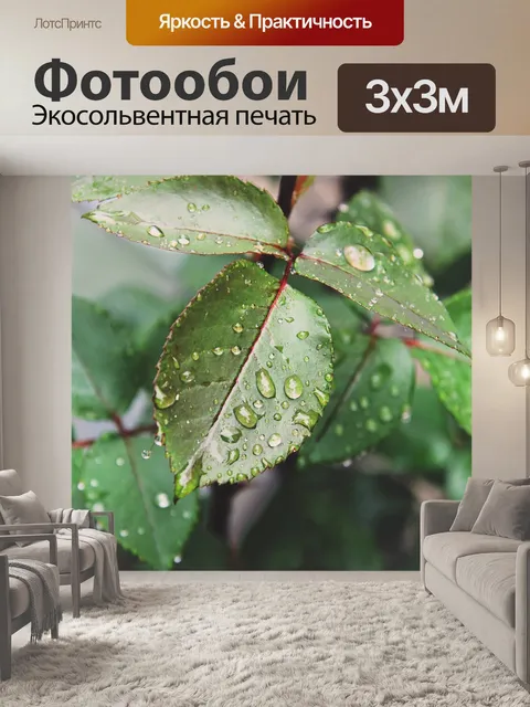 Фотообои Листья розы