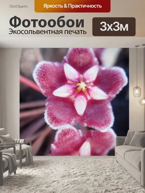 Фотообои Хойя цветочек